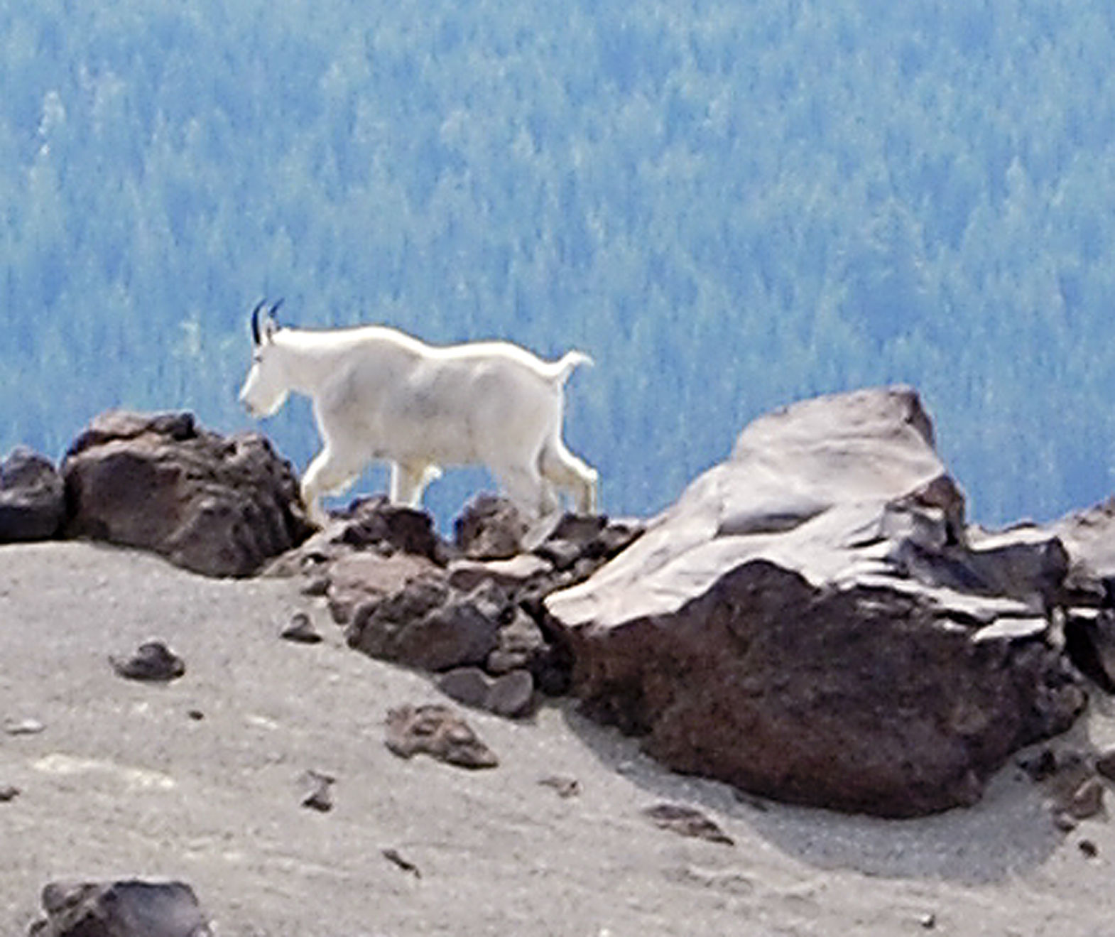 Mr. Bill E. Goat